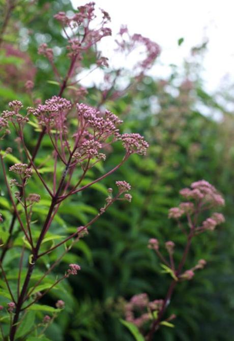 Eupatorium purpureum