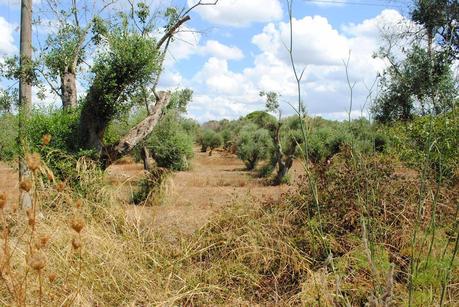 Oliveti che Ivano Gioffreda Presidente dell'Associazione Spazi popolari afferma siano affetti dal ‘complesso del disseccamento rapido dell’olivo’ (olive rapid decline complex) fotografati in questi giorni.