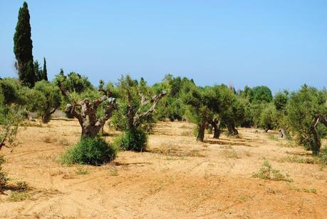 Oliveti che Ivano Gioffreda Presidente dell'Associazione Spazi popolari afferma siano affetti dal ‘complesso del disseccamento rapido dell’olivo’ (olive rapid decline complex) fotografati in questi giorni.