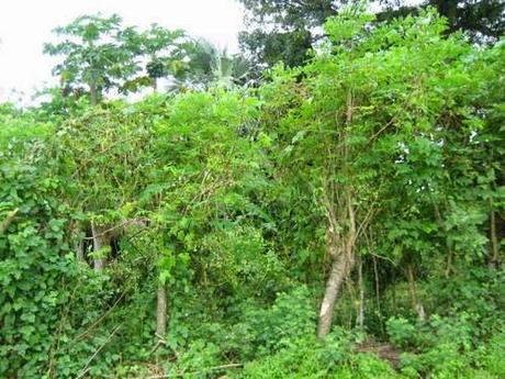 Moringa: l'albero della vita