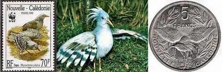 Kagu - uccello della Nuova Caledonia