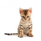 Siam tre piccoli consiglin Scrittura e Fobia Sociale