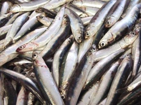 Campania. Il Museo vivente della Dieta Mediterranea alici di menaica