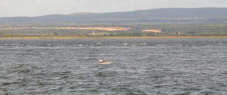 Delfini a Chanonry Point