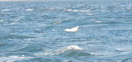 Delfini a Chanonry Point