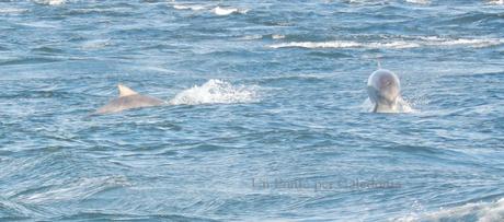 Delfini a Chanonry Point