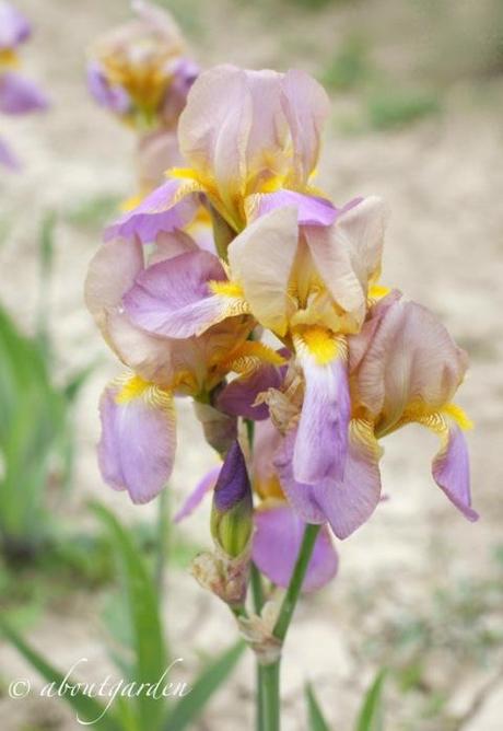 fiore Iris 'Quaker Lady'