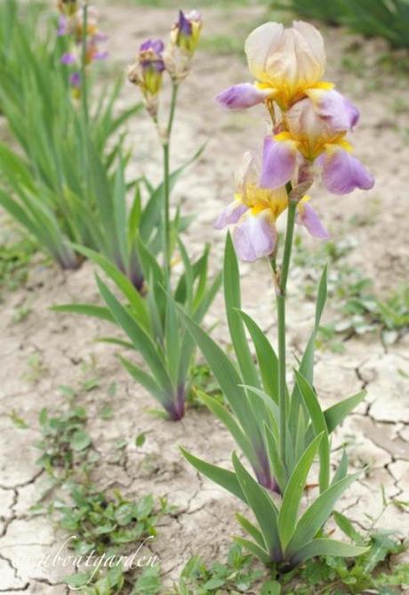 Iris 'Quaker Lady'