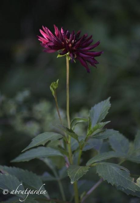 Dalia fiore rosso scuro