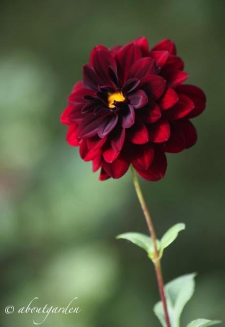 Dahlia 'Arabian Nigth'