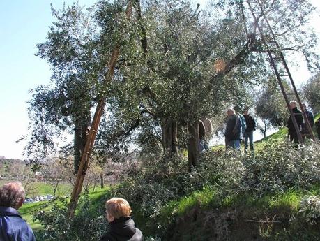 E' Marzo il mese adatto alla potatura degli olivi per prevenire le infezioni di Xylella fastidiosa agente del Complesso del disseccamento rapido dell’olivo (CoDiRO)