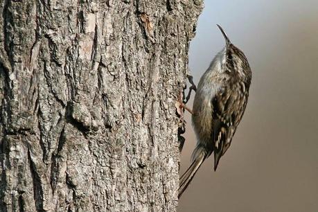 I cacciatori del vettore di “XYLELLA FASTIDIOSA subspecie pauca ceppo CoDiRO ovvero gli Uccelli (Avifauna) che mangiano gli insetti negli oliveti del Salento leccese