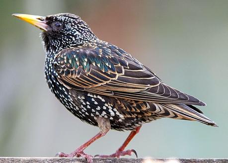 I cacciatori del vettore di “XYLELLA FASTIDIOSA subspecie pauca ceppo CoDiRO ovvero gli Uccelli (Avifauna) che mangiano gli insetti negli oliveti del Salento leccese