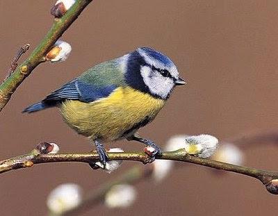 I cacciatori del vettore di “XYLELLA FASTIDIOSA subspecie pauca ceppo CoDiRO ovvero gli Uccelli (Avifauna) che mangiano gli insetti negli oliveti del Salento leccese