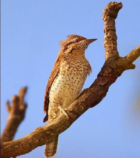 I cacciatori del vettore di “XYLELLA FASTIDIOSA subspecie pauca ceppo CoDiRO ovvero gli Uccelli (Avifauna) che mangiano gli insetti negli oliveti del Salento leccese