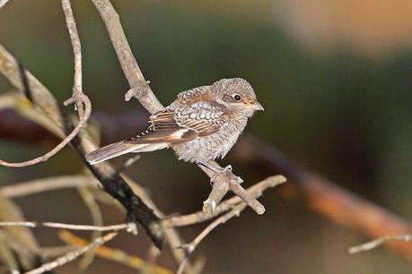 I cacciatori del vettore di “XYLELLA FASTIDIOSA subspecie pauca ceppo CoDiRO ovvero gli Uccelli (Avifauna) che mangiano gli insetti negli oliveti del Salento leccese