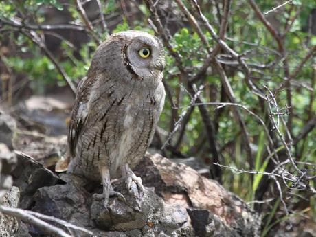 I cacciatori del vettore di “XYLELLA FASTIDIOSA subspecie pauca ceppo CoDiRO ovvero gli Uccelli (Avifauna) che mangiano gli insetti negli oliveti del Salento leccese