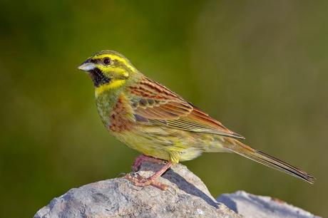 I cacciatori del vettore di “XYLELLA FASTIDIOSA subspecie pauca ceppo CoDiRO ovvero gli Uccelli (Avifauna) che mangiano gli insetti negli oliveti del Salento leccese