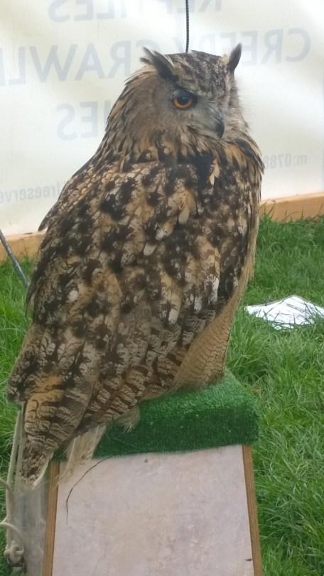 Lindisfarne Owl