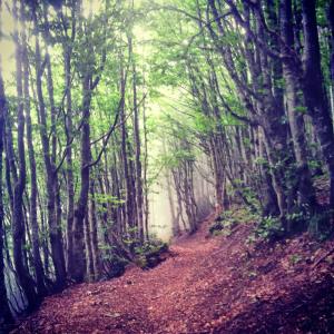 Fra le nuvole e il bosco (foto di Patrick Colgan, 2014)