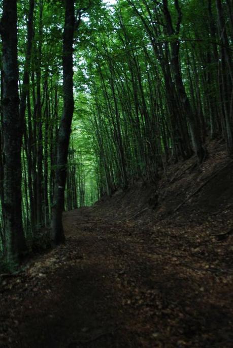 Il bosco che porta verso il Rombicciaio, 1385 metri