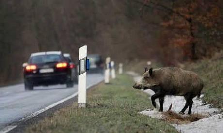 Riflettori blu contro le collisioni con gli animali selvatici