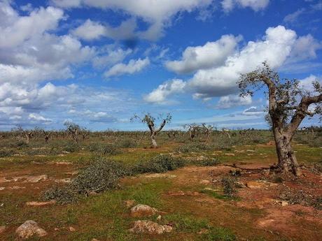 Il Prof. Luigi De Bellis, Direttore del Disteba dell’Università del Salento ha elaborato una pratica per contenere l’infezione causata da Xylella fastidiosa concausa del ‘complesso del disseccamento rapido dell’olivo’ (olive rapid decline complex)