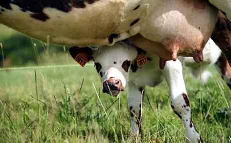 Nessuna mucca patisce la mungitura ... eccetto il vitello!