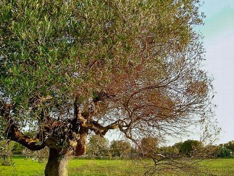 Molto probabilmente Xylella fastidiosa ha un ruolo primario nel determinismo del “Complesso del disseccamento rapido dell’olivo” (olive rapid decline complex)