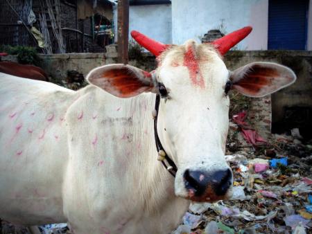 Vacca sacra, decorata per la festa di Dipawali, cammina su mucchi di immondizia a Wardha, Maharashra.