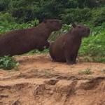 capibara