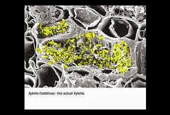 Le indagini genetiche, condotte in collaborazione con i maggiori esperti mondiali di Xylella, hanno confermato che il ceppo identificato a Lecce è da ritenersi una variante atipica della sub-specie pauca