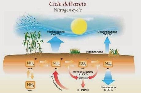 Ripercussioni dei concimi e pesticidi azotati sulle piante