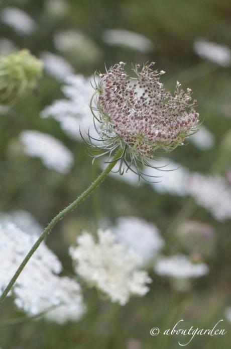 macro wild carrot