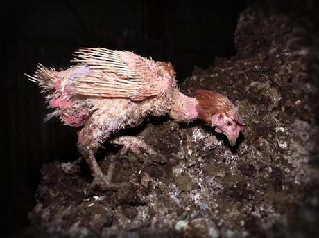 Galline ovaiole: la scioccante denuncia di Animals Australia