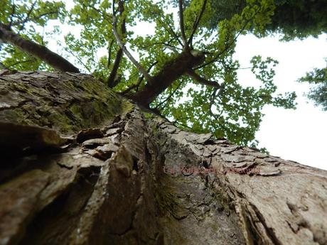 Albero all'Isola di Arran