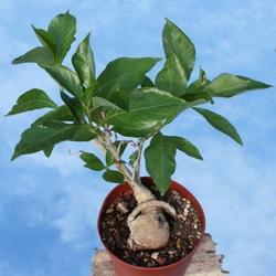 Albero baobab albero di baobab in vaso