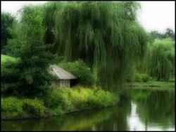 Salici piangenti Varietà di salice piangente