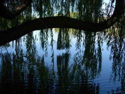 Salici piangenti Varietà di salice piangente