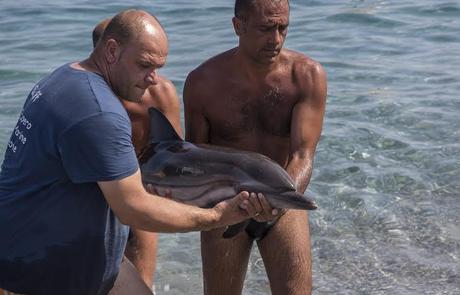 RIATTACCATA CODA TRANCIATA A UN PICCOLO DI DELFINO