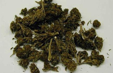 Bonifati (CS), sequestrate 3000 piante di marijuana