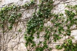 Edera rampicante Varietà di edera rampicante