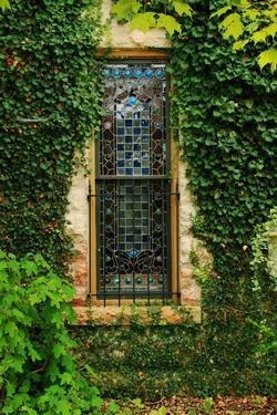 Edera rampicante Edera sulla facciata di una casa