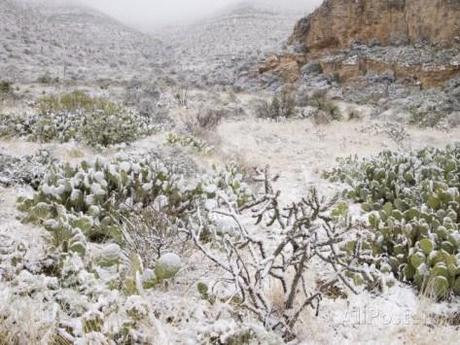 http://imgc.allpostersimages.com/images/P-473-488-90/38/3816/F7BYF00Z/posters/clint-farlinger-snow-in-walnut-canyon-guadalupe-mountains-carlsbad-caverns-national-park-new-mexico-usa.jpg