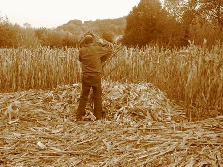 Il mais.... Il mais....