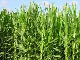 Il mais.... Il mais....