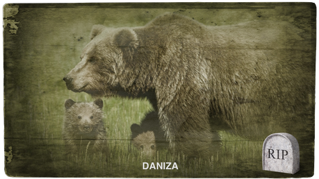 La bestia Uomo, l'orsa Daniza e l'undici settembre