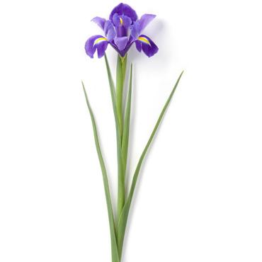 Iris_BB-2-00032