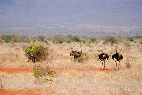 Kenya Yetu! Prima volta in Africa. Watamu, Malindi, Mombasa. Safari Tsavo Est, Ngutuni santuary.