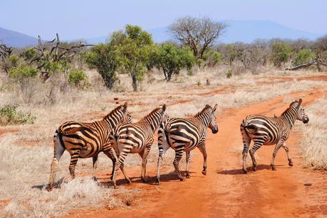 Kenya Yetu! Prima volta in Africa. Watamu, Malindi, Mombasa. Safari Tsavo Est, Ngutuni santuary.